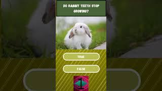 Rabbit short Quiz: Is it true or false?! 