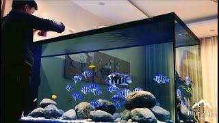 Time for feeding Frontosa Cichlids | Amazing Frontosa Fish Tank