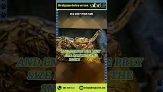 Boa and Python care  #safarivet #boaconstrictor #python #pythonforbeginners #pythonbeginner