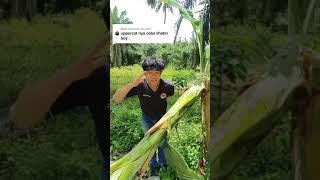 Viral Kumpulan Video TikTok Salam dari Binjai Pohon Pisang