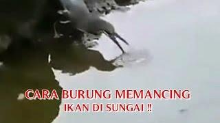 KEJADIAN NYATA DI DUNIA "CARA BURUNG MEMANCING IKAN DI SUNGAI" KEJADIAN NYATA YANG ANEH !!