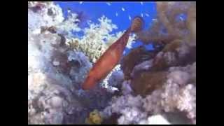 Diving the North Red Sea - Alex in Sharm Part 2