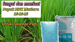 Manfaat Pupuk NPK mutiara 16 16 16 Untuk tanaman padi