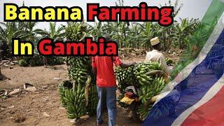 How He Built A Thriving Banana Paradise From Scratch