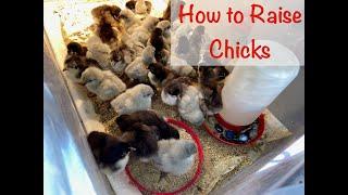 Keeping Chickens in Alaska: How to Raise Chicks