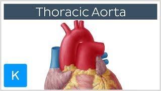 Thoracic (Descending) Aorta: Anatomy & Branches | Kenhub