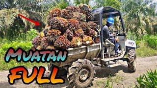 pakai alat ini Solusi langsir buah sawit dari dalam lahan || QUICK TRUCK || AM OFFICIAL