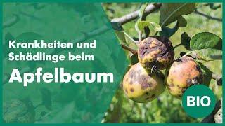 Die häufigsten Krankheiten und Schädlinge beim Apfelbaum | Andermatt Biogarten