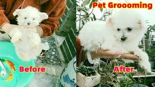 DIRTY DOG TAKE A BATH,PETGROOOMING,DOG GROOMING,PUPPY GROOMING