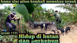 kembali berduka hama ular piton kembali memakan ternak kambing warta petani muda hidup di hutan