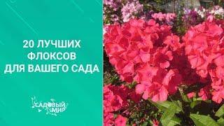 20 лучших флоксов для вашего сада