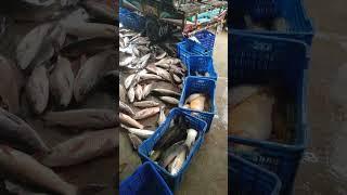 a lot of fish selling process #shortsvideo #fish #youtubeshorts #fishing #bigfish