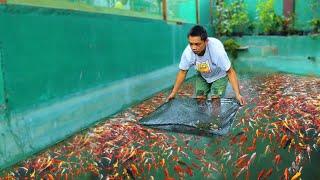 FISH FARMING│Harvesting thousands of fish! Why do FISH grow so fast in a natural mud pond?