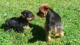 Adult Yorkie Meets His Puppy for the First Time