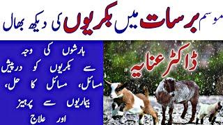 Goat Farming in Rainy Season | How to Take Care of Goats during Rain | Goat Rearing in Rainy Season