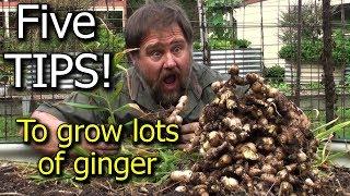 5 Tips How to Grow a Ton of Ginger in One Container or Garden Bed