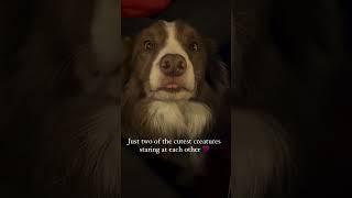 His cute teeth duo  The Doggy Diaries #tags, #dogs, #trending ,#youtube