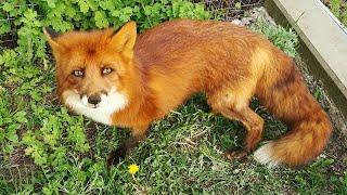 Альфик мистер жадный лис - ALF the FOX is Mr Greedy Fox