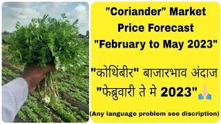 Coriander Market Price Forecast "February to May 2023" कोथिंबीर बाजारभाव अंदाज फेब्रुवारी ते मे 2023