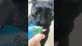 Mii-Chan's CatTreat Review #3 @temptationsbrand #part3#cattreats#cats#pets#review