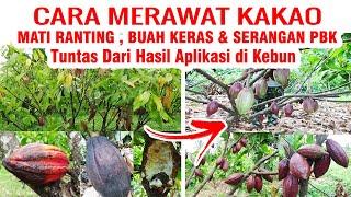 LAGI MAHAL‼️ Rawat Kembali Kebun KAKAO Kini ada solusi Mengatasi Yang Mati Ranting Buah Keras dll