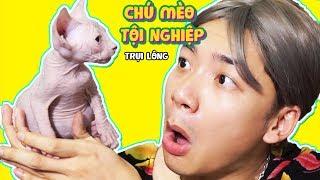 CÔ GIÚP VIỆC VUI NHỘN NHẶT VỀ CHÚ MÈO TỘI NGHIỆP KHÔNG CÓ LÔNG!!