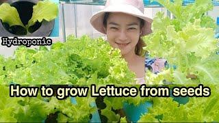 How to grow Lettuce from seeds at home / Salads / Growing Lettuce/ Growing Salads by ny sokhom