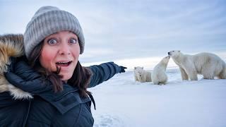 Face to Face with Wild Polar Bears