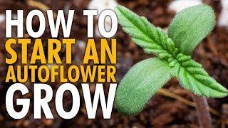 How to Start an Autoflower Grow Beginners Guide