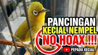 Pancingan Kecial Kuning Biar Nempel Digantang, NO HOAX.!!! | PEPADU KECIAL