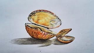 Sea shells drawing with Colour pencils | Snail drawing | Colour pencil | Camlin triangular