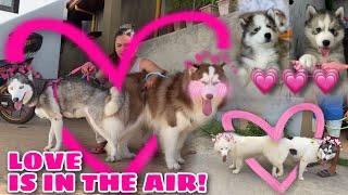 Valentines Dat Well Spent! | THE LOVERS! | NEW PUPPIES? | Husky Pack TV