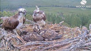 The last Loch Arkaig Osprey family gathering as Louis brings a final fish for his chicks 1 Jul 2024