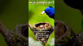 blue bird  very cute baby bird and beautiful#mjsjunglepet#shorts