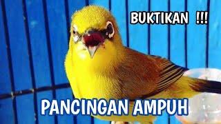 pleci gacor parah manggil lawan