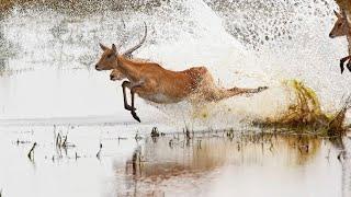 El fascinante mundo de los antilopes. 4K