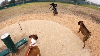 Shocking Dog Park Fight! Uncut Males Square Off | Chair Goes Flying