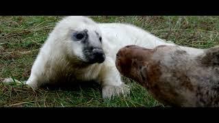 Grey seal mother vocalizing to cute baby pup