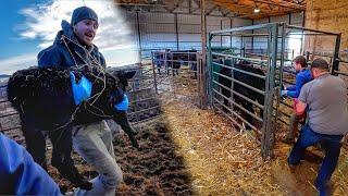 Helping a Heifer Calve and other fun stuff!