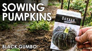How To Grow Pumpkins || Black Gumbo
