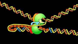 DNA replication fork