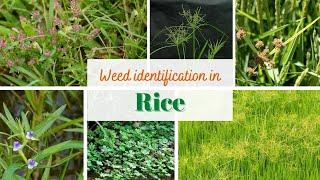 Weed identification in Rice !! Rice weeds !! Weeds of Rice crop !!