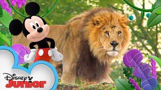 Grasslands  | Disney Animals | Mickey Mouse Funhouse | @disneyjunior