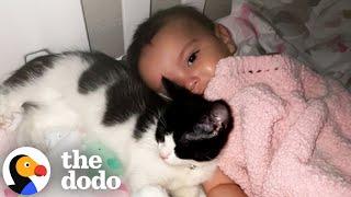 Cats Who Love Babies | The Dodo