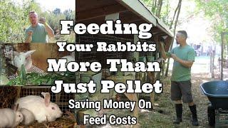 FEEDING RABBITS MORE THAN JUST PELLET/HOW TO SAVE ON FEED COSTS