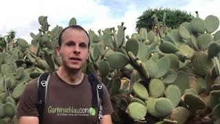 Sind alle Kaktusfeigen essbar? Kleine wie Große? // Gartenschlau.com