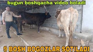 BOGOZ GUNOJIN SIGIRLAR SOTILADI ️ 902052128.   ноября 2024 г.