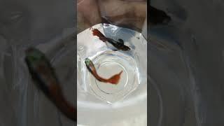 Separating Male Female For breeding Platinum Redtail Dumbo Ear Guppy 837