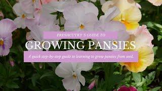 GROWING PANSIES FROM SEED: Planting Pansies in Both Spring and Fall - START TO FINISH HARDY ANNUALS