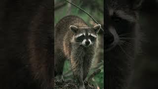 The raccoon (Procyon lotor) #beautiful #animals #world #lovely #jungle #relaxing #life #raccoon
